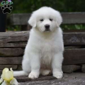 Silas, Great Pyrenees Puppy